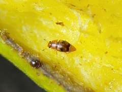 Epuraea ocularis