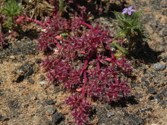 Chorizanthe polygonoides longispina