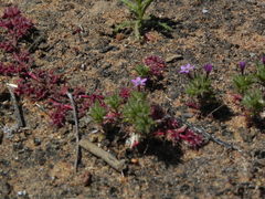 Chorizanthe polygonoides longispina