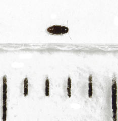 Ptinella ferruginea