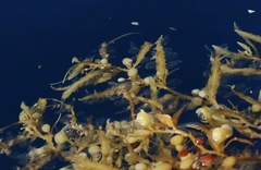 Aglaophenia latecarinata