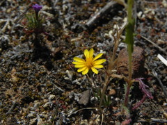 Pentachaeta aurea