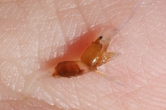 Hippolyte coerulescens