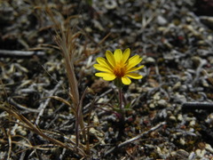 Pentachaeta aurea