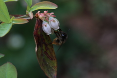 Anthophora villosula