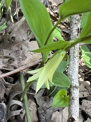 Uvularia floridana