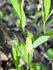 Uvularia floridana