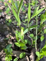 Uvularia floridana