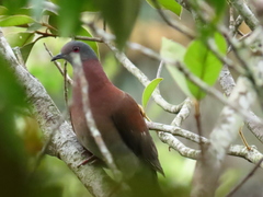 Patagioenas cayennensis
