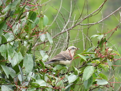 Mimus gilvus