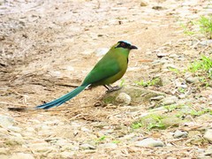Momotus aequatorialis