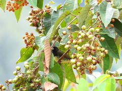 Sporophila nigricollis