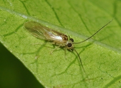 Valenzuela bermudensis