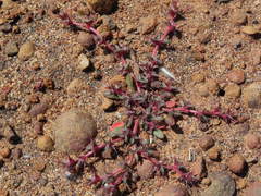 Chorizanthe polygonoides longispina