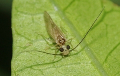 Valenzuela bermudensis