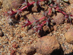 Chorizanthe polygonoides longispina