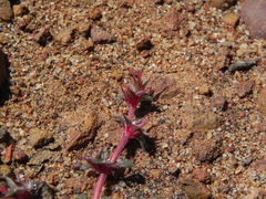 Chorizanthe polygonoides longispina
