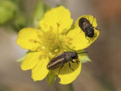 Acmaeoderini