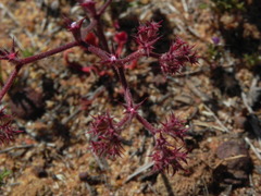 Chorizanthe fimbriata