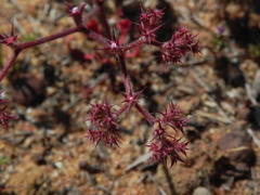 Chorizanthe fimbriata