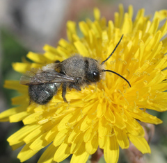 Osmia lignaria propinqua