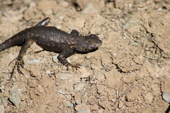 Sceloporus occidentalis
