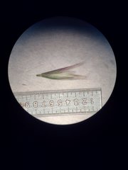 Deschampsia nubigena