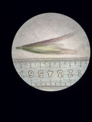 Deschampsia nubigena
