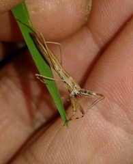 Sastrapada baerensprungi