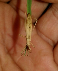 Sastrapada baerensprungi