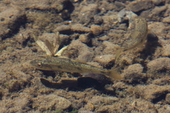 Catostomus occidentalis