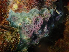 Haliclona caerulea