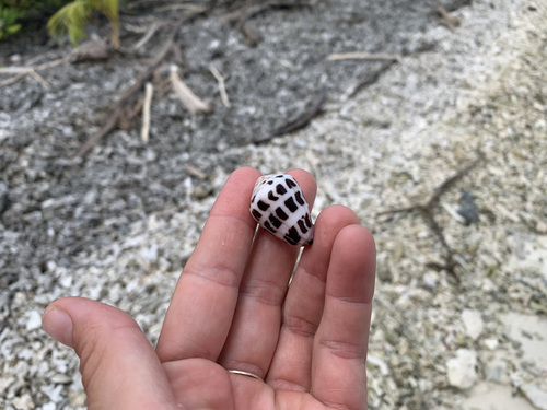 Conus ebraeus observed 2021-07-17