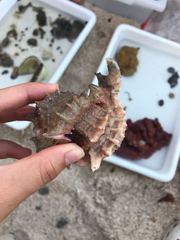 Phyllonotus erythrostomus