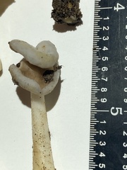 Helvella elastica
