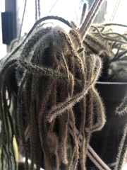 Aporocactus flagelliformis