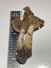 Helvella elastica