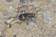 Cicindela schauppii