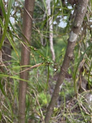 Scleria secans
