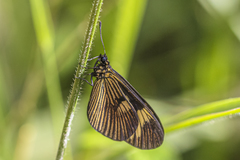 Actinote pellenea pellenea