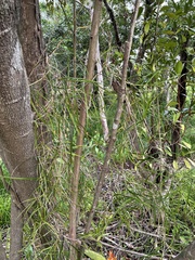 Scleria secans