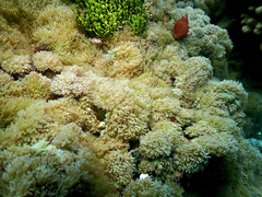 Rhodactis