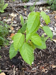 Alchornea latifolia