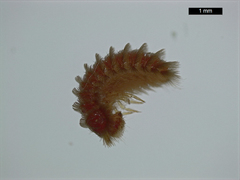 Thylodrias contractus