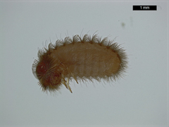 Thylodrias contractus