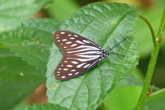 Cyclosia imitans