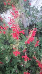 Salvia schaffneri