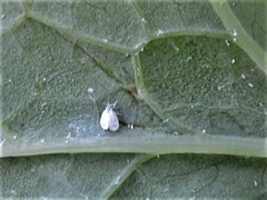 Aleyrodes proletella