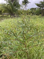 Ludwigia erecta