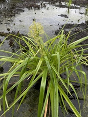 Rhynchospora gigantea